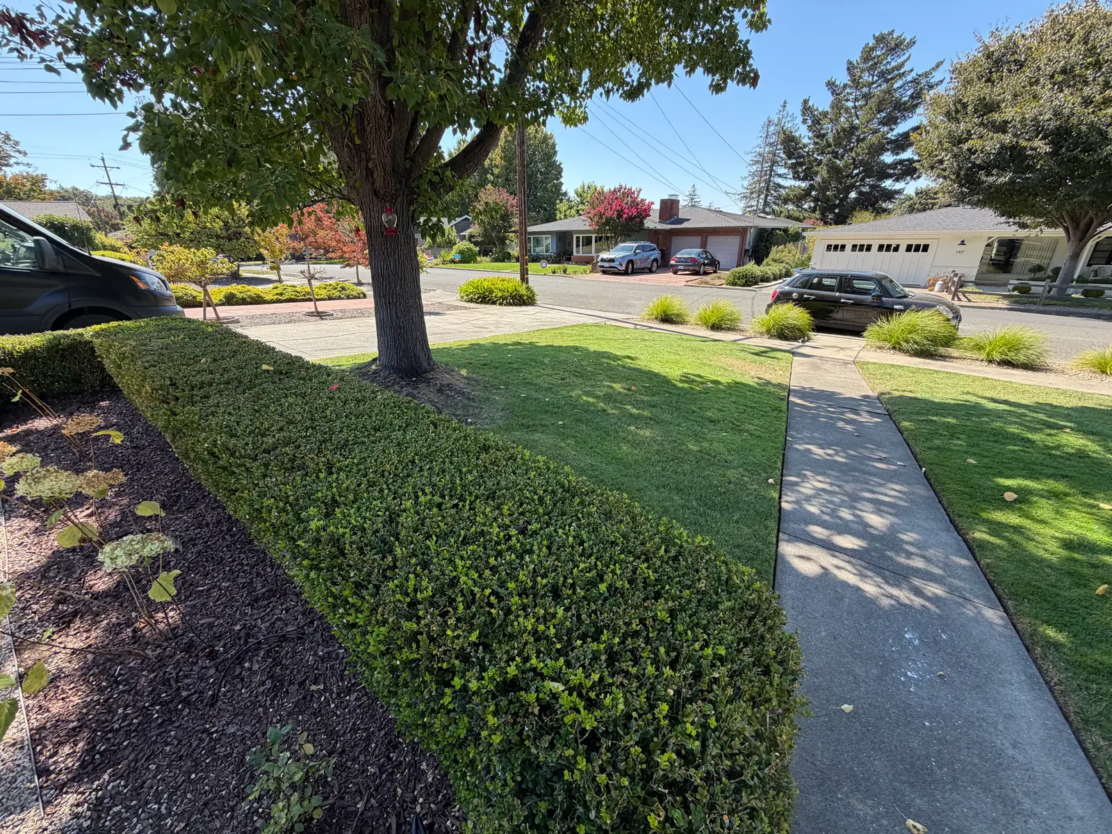 Precisely trimmed boxwood hedges beside a manicured residential lawn in Napa