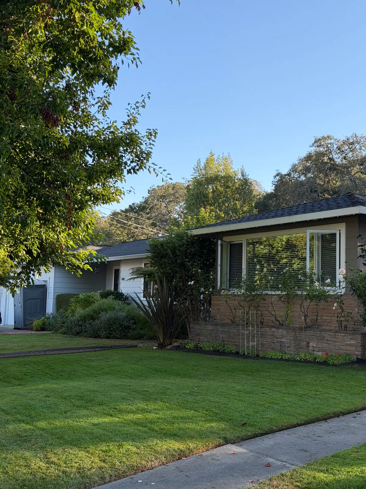 Healthy green residential lawn after landscape and turf improvements in Napa