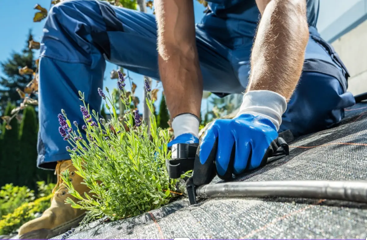 Crew installing landscape fabric and drip line for lasting weed control in Napa Valley