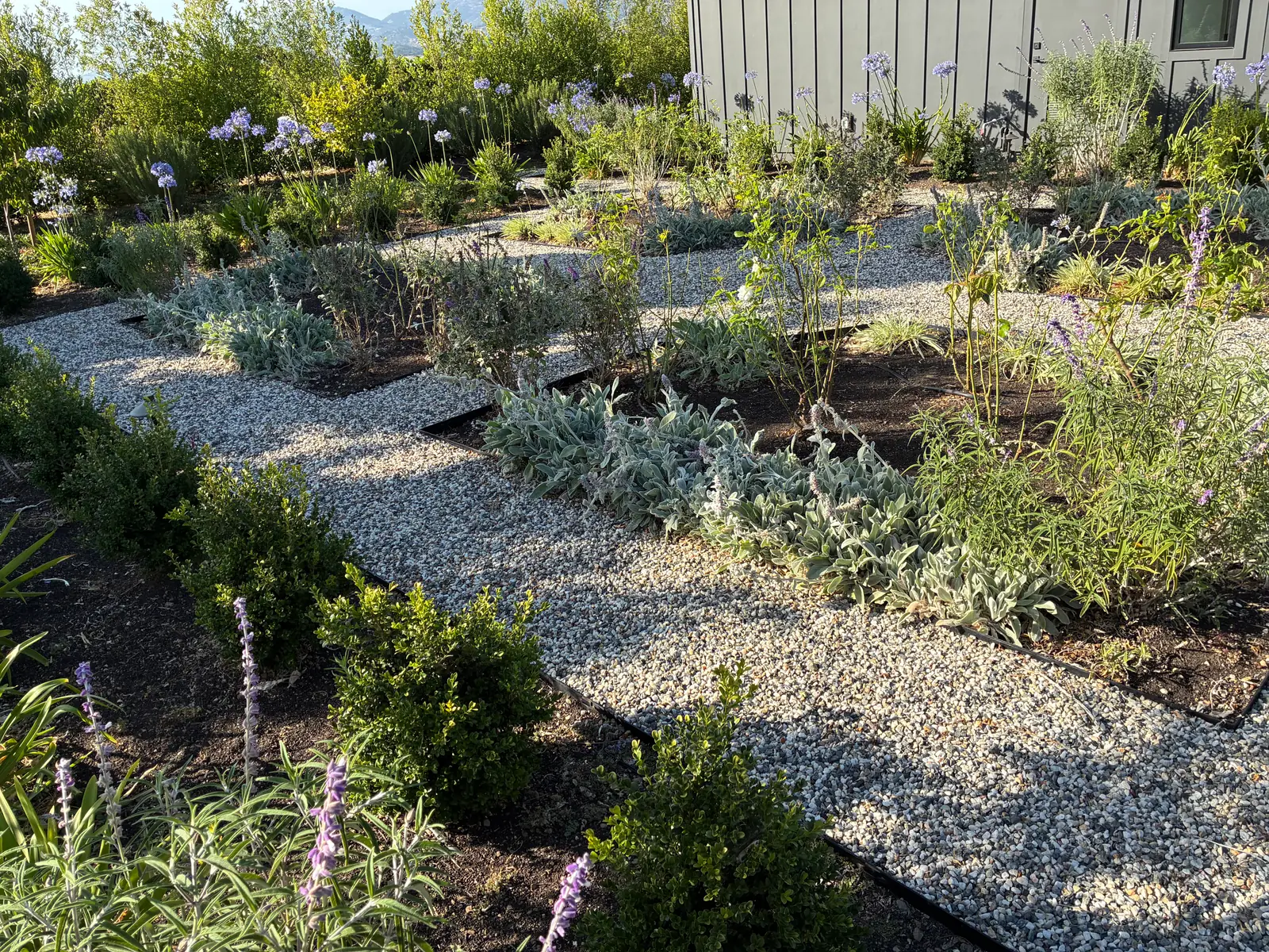 Gravel garden beds with flowering perennials and boxwood