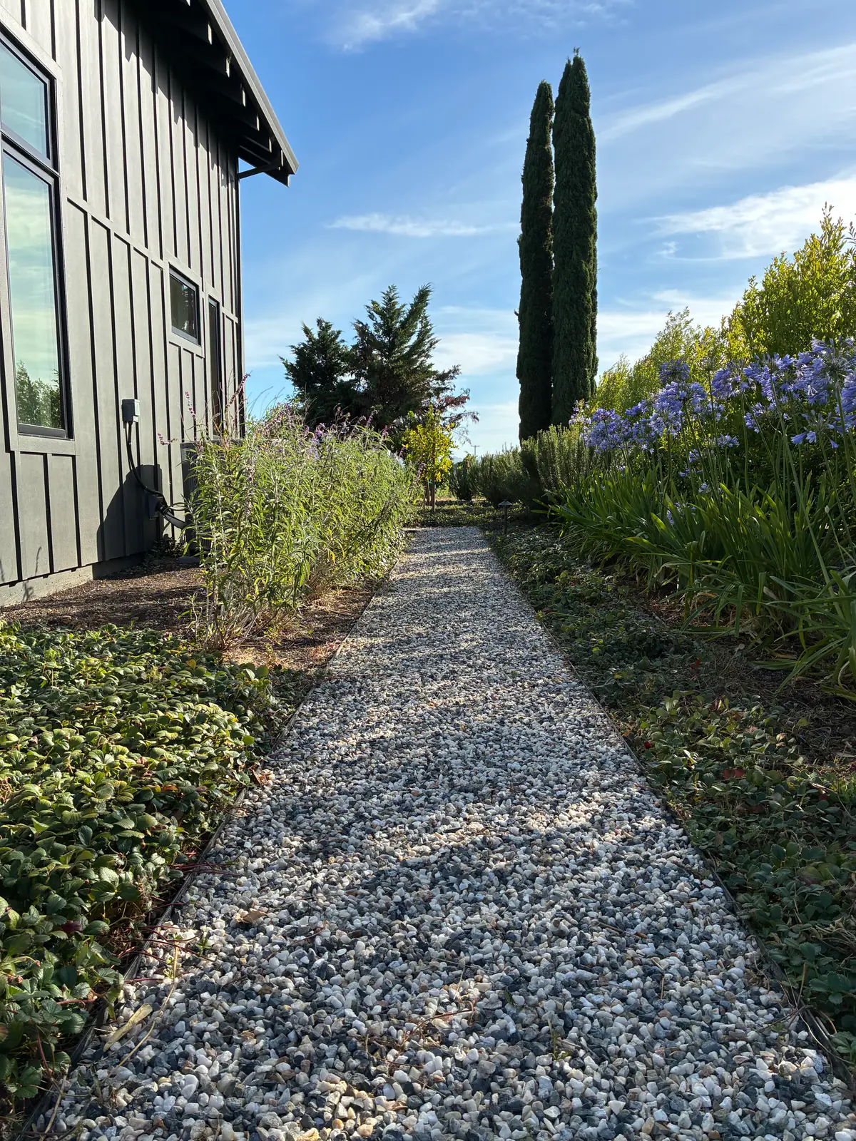 Gravel walkway with purple flowering garden border