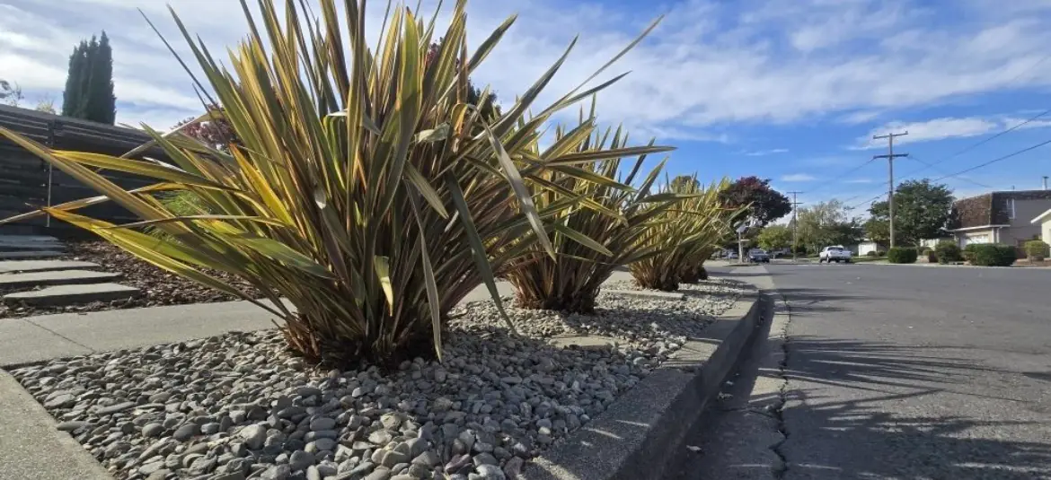 Ornamental grasses planted in river rock ground cover